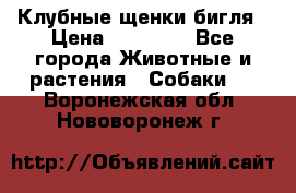 Клубные щенки бигля › Цена ­ 30 000 - Все города Животные и растения » Собаки   . Воронежская обл.,Нововоронеж г.